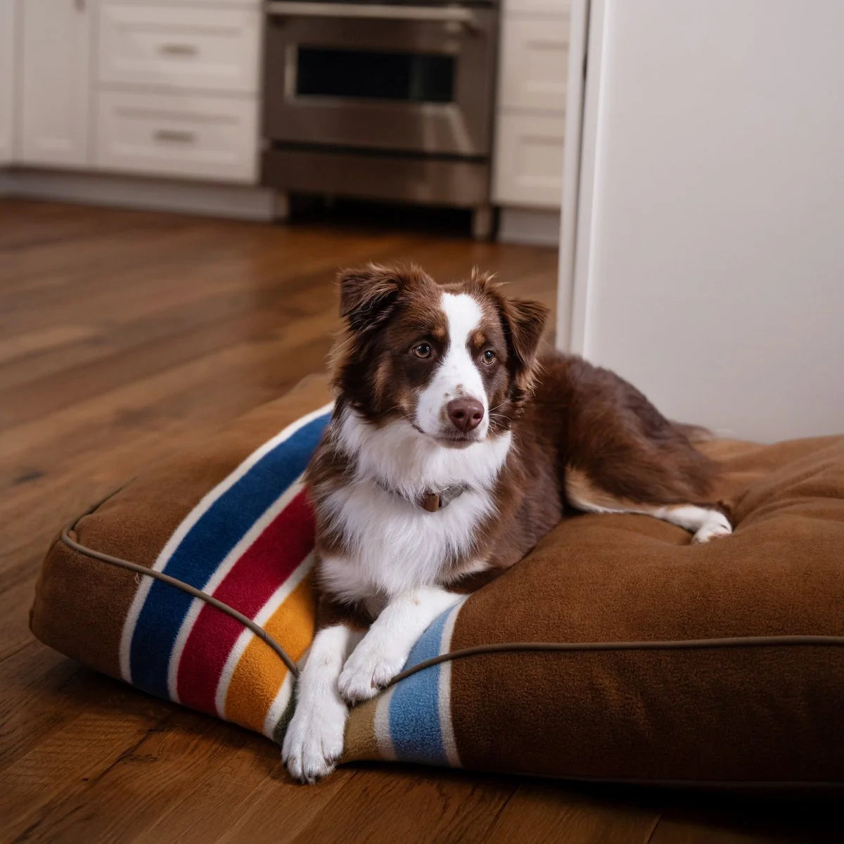 Dog lying on a striped dog bed in a kitchen