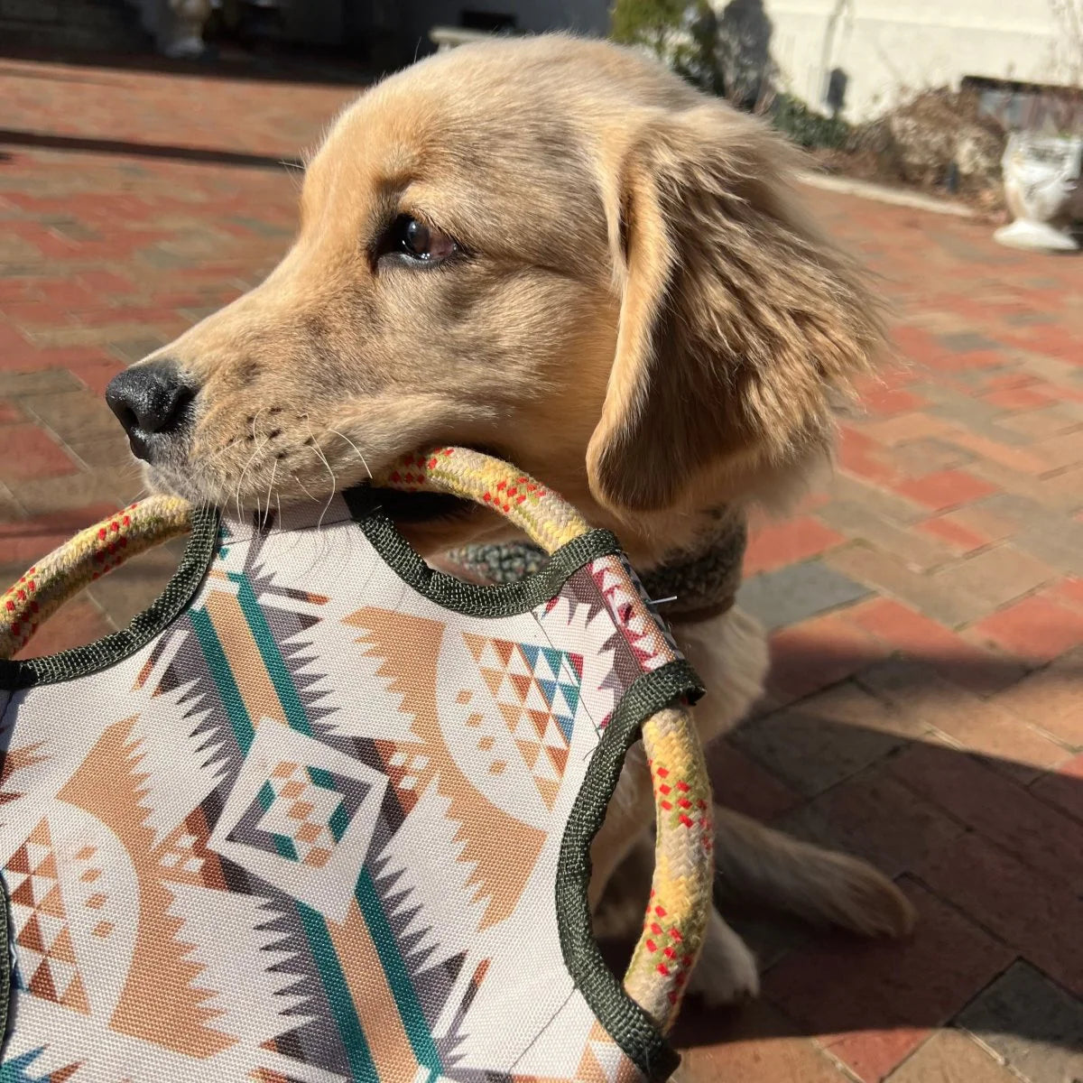 Dog playing with a colorful geometric-patterned toy on a brick patio.