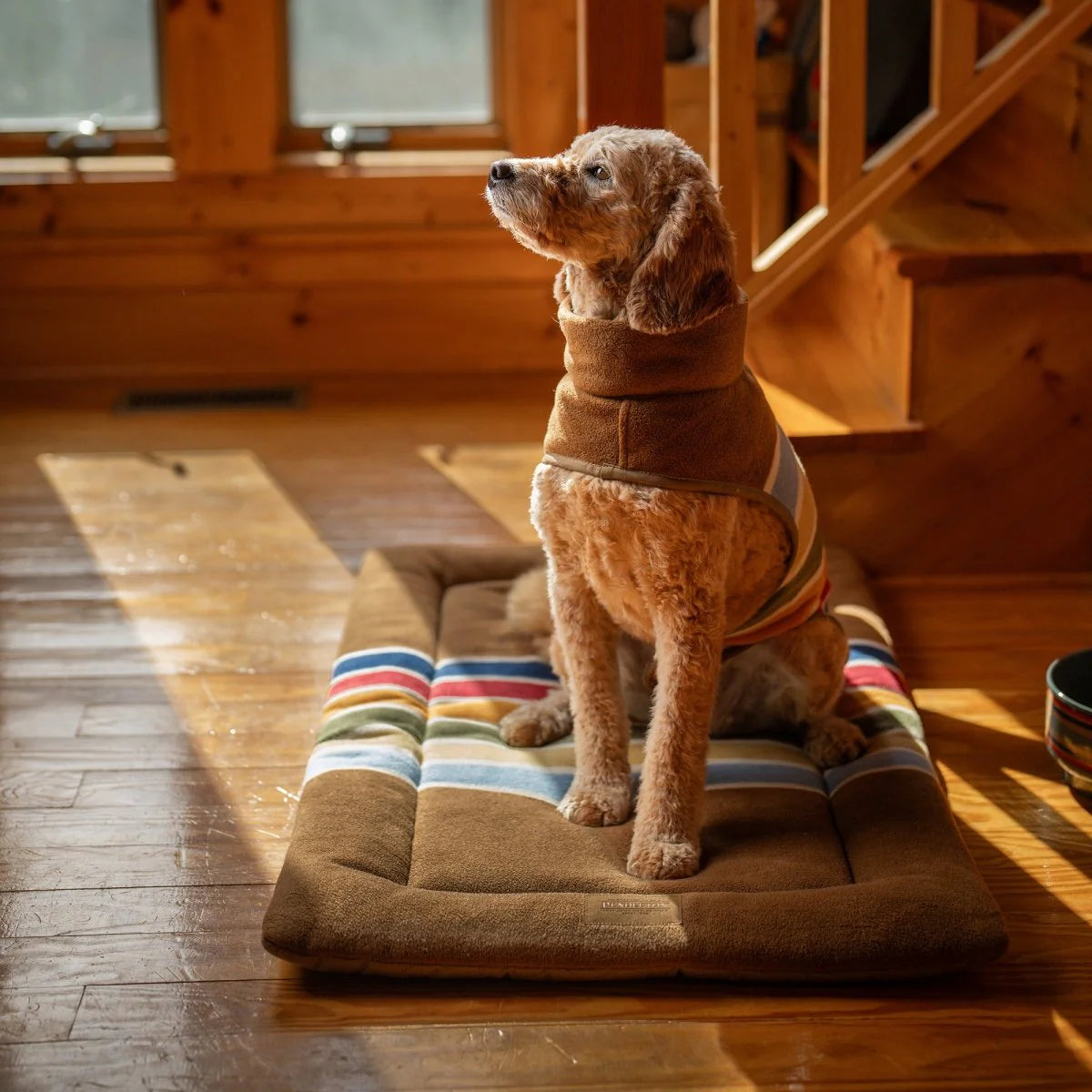 Dog sitting on a striped dog bed in a sunlit room with wooden floors and staircase.
