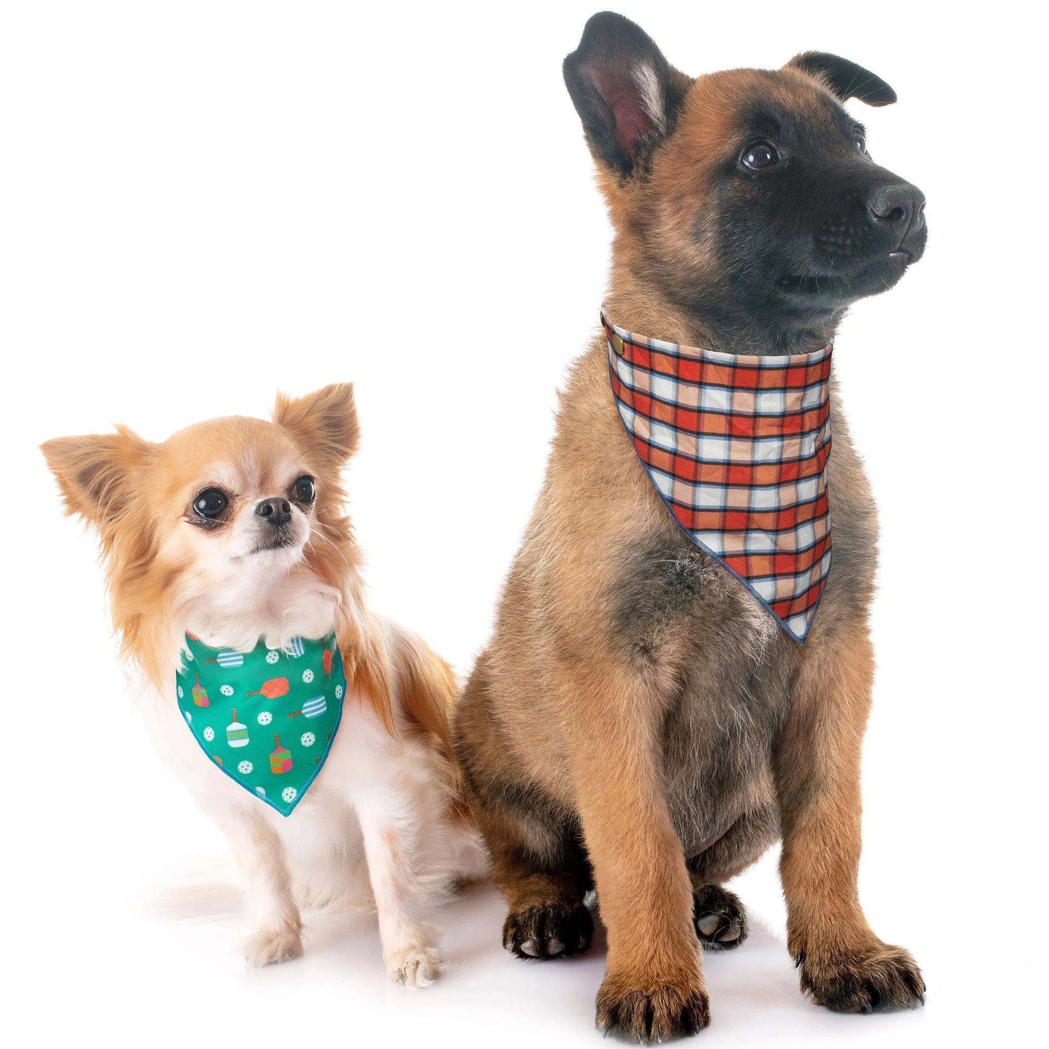Two dogs wearing colorful bandanas on a white background