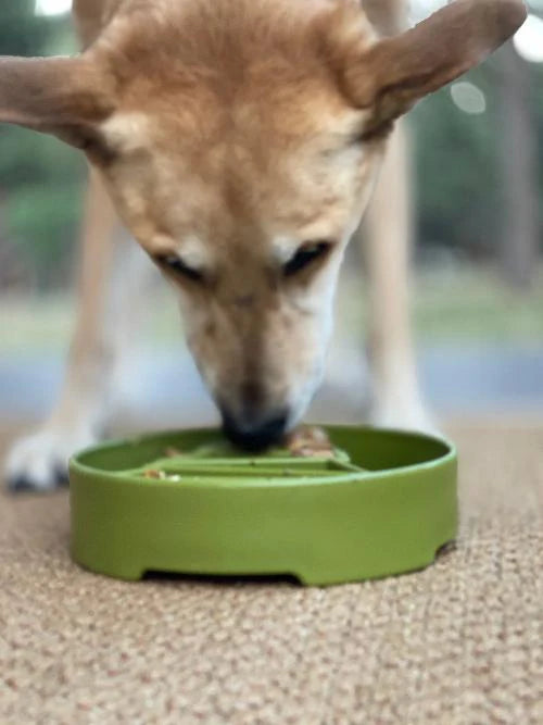 Dog eating from a green bowl on a carpeted floor