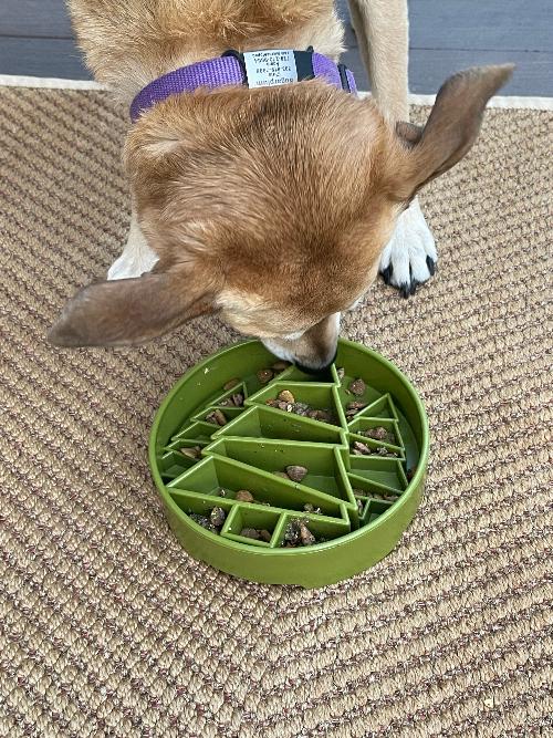 Dog eating from a green slow feeder bowl on a carpeted floor.