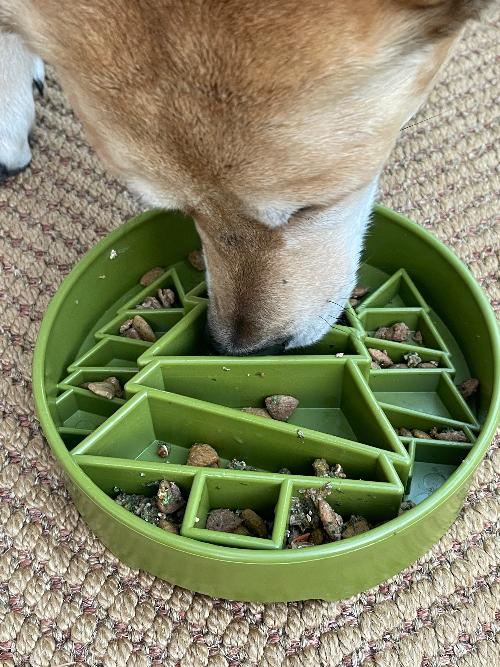 Dog eating from a green slow feeder bowl on a carpeted floor.