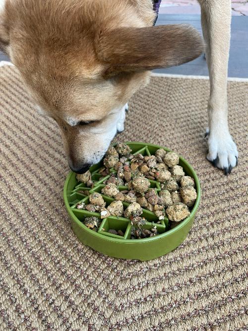 Dog eating from a green bowl filled with food on a carpeted floor.