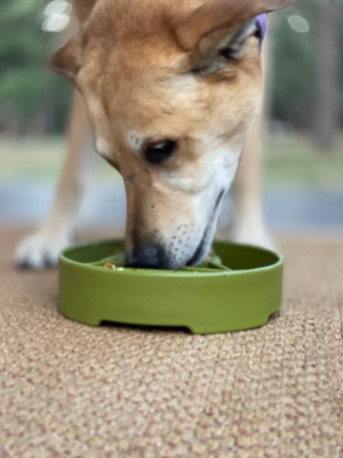 Dog eating from a green bowl on a carpeted floor