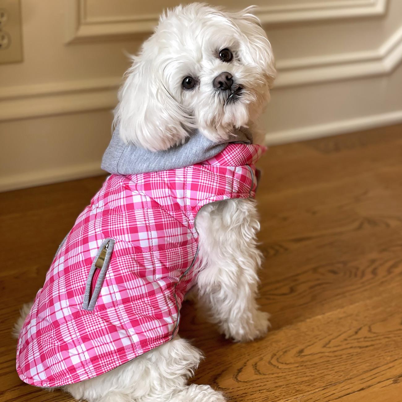 Small white dog wearing a pink plaid coat on a wooden floor.