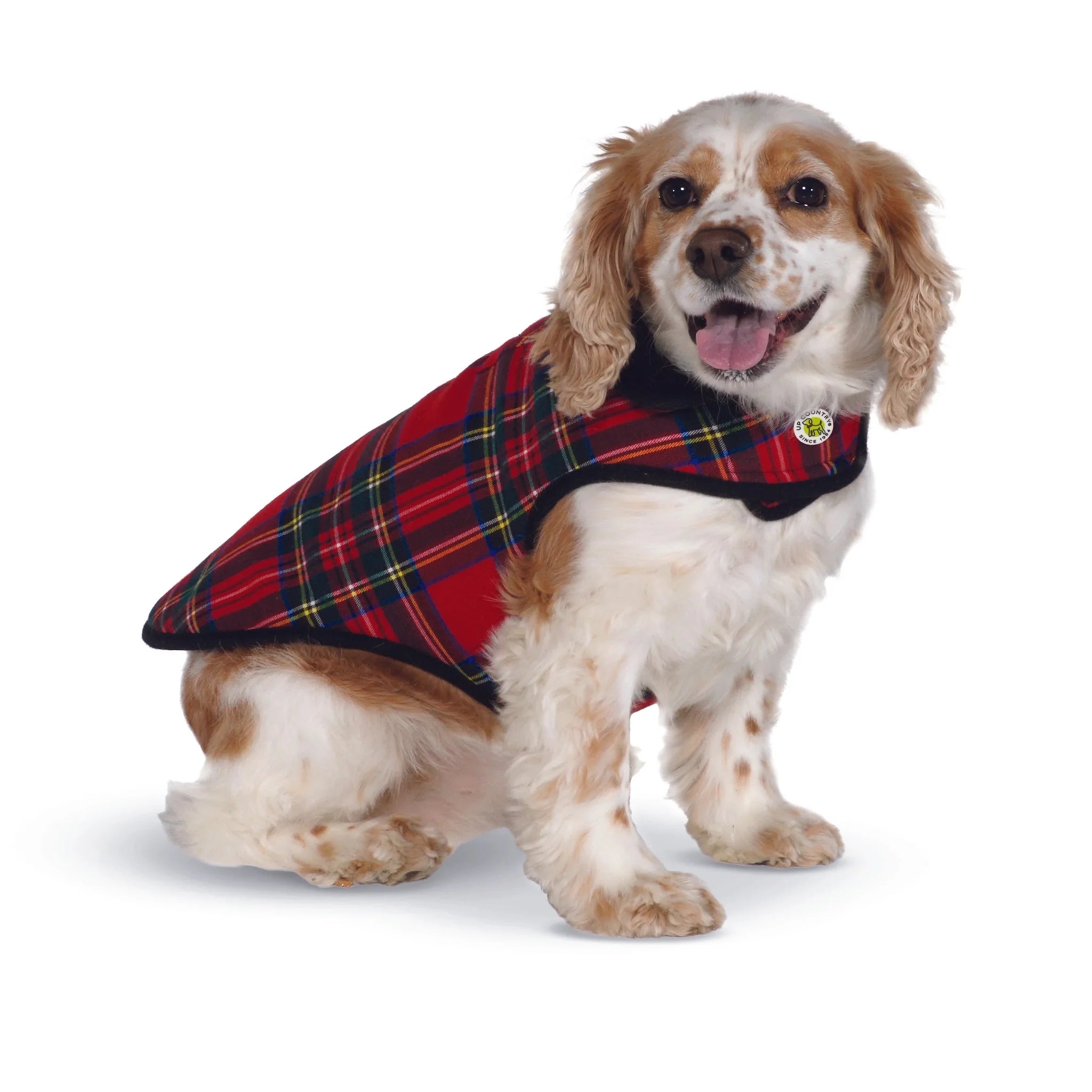 Dog wearing a red plaid coat on a white background