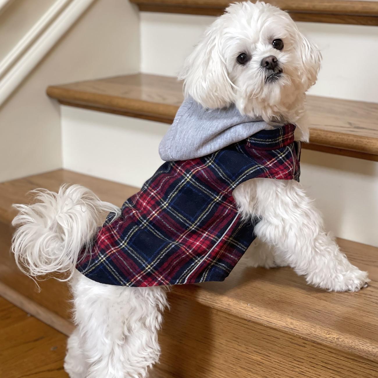 Small white dog wearing a plaid outfit on wooden stairs
