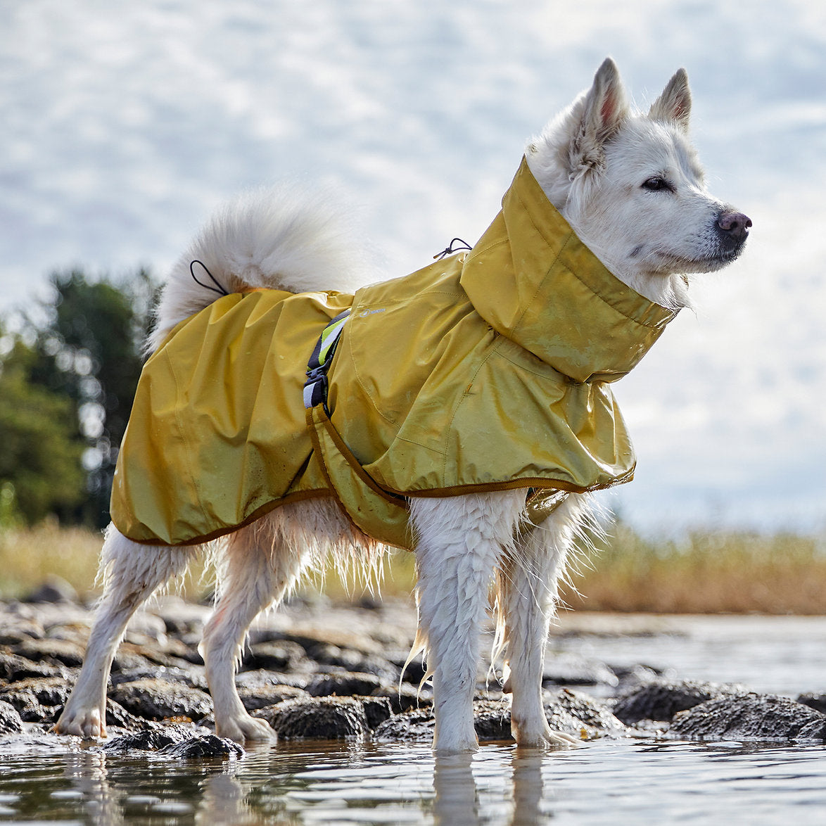 Dog wearing a yellow raincoat standing on a rocky shoreline with water and sky in the background.