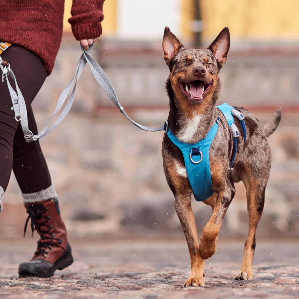 Dog running on a leash with a person, wearing a blue harness, in an outdoor setting.