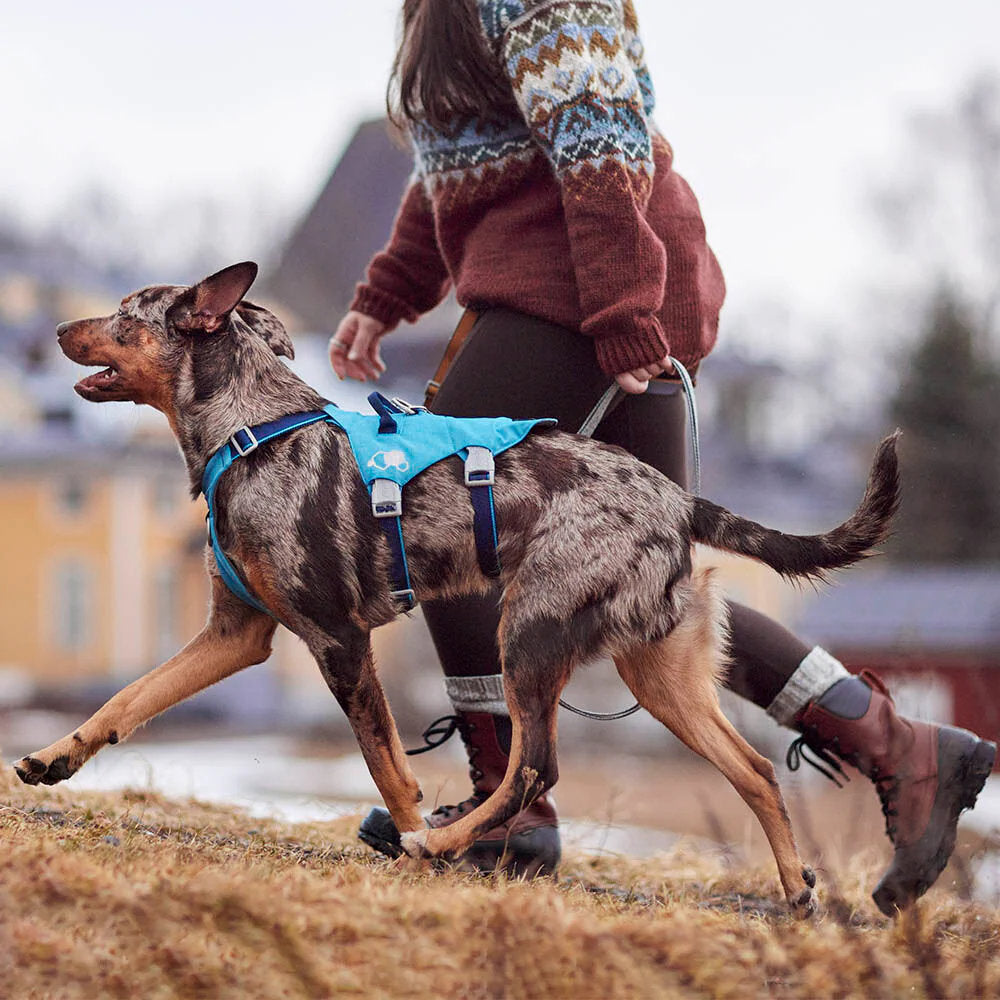 Person walking a dog on a leash with a blue harness in an outdoor setting