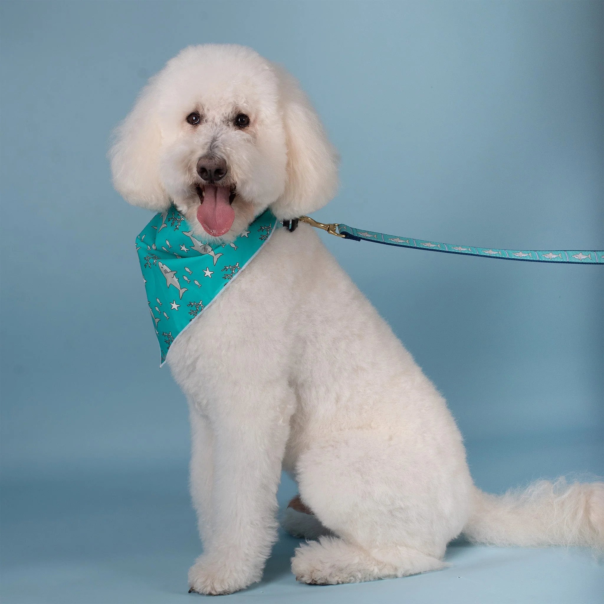 White dog wearing a teal bandana with a star pattern on a blue background