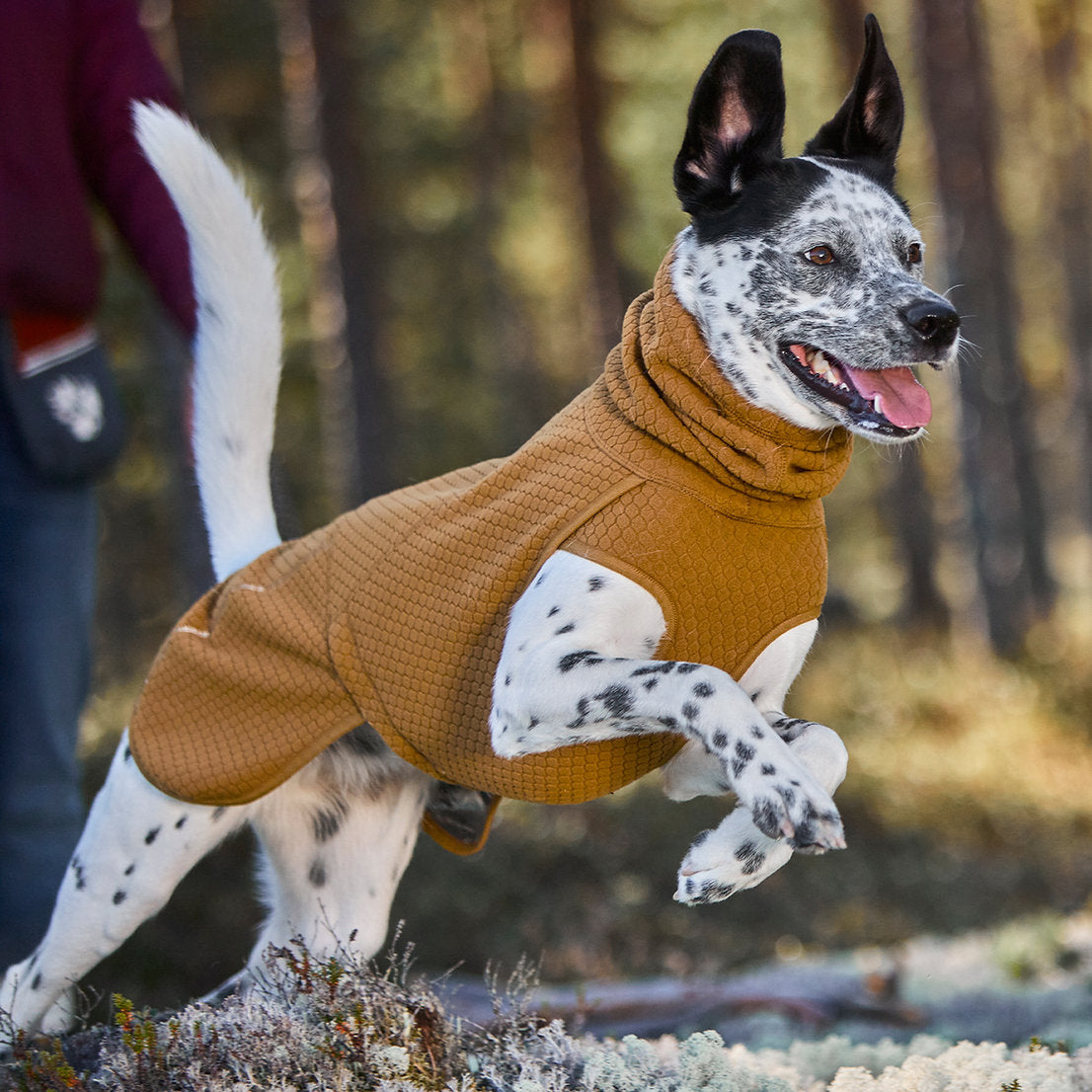 Dog wearing a brown sweater running outdoors with a blurred background