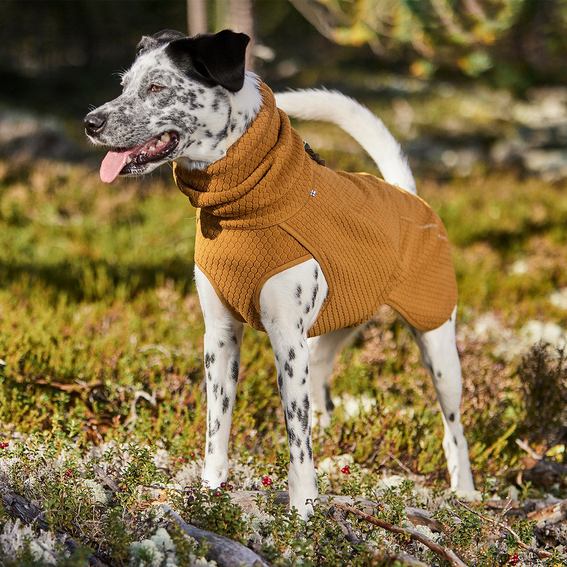 Dog wearing a brown knitted sweater standing in a natural setting with greenery.