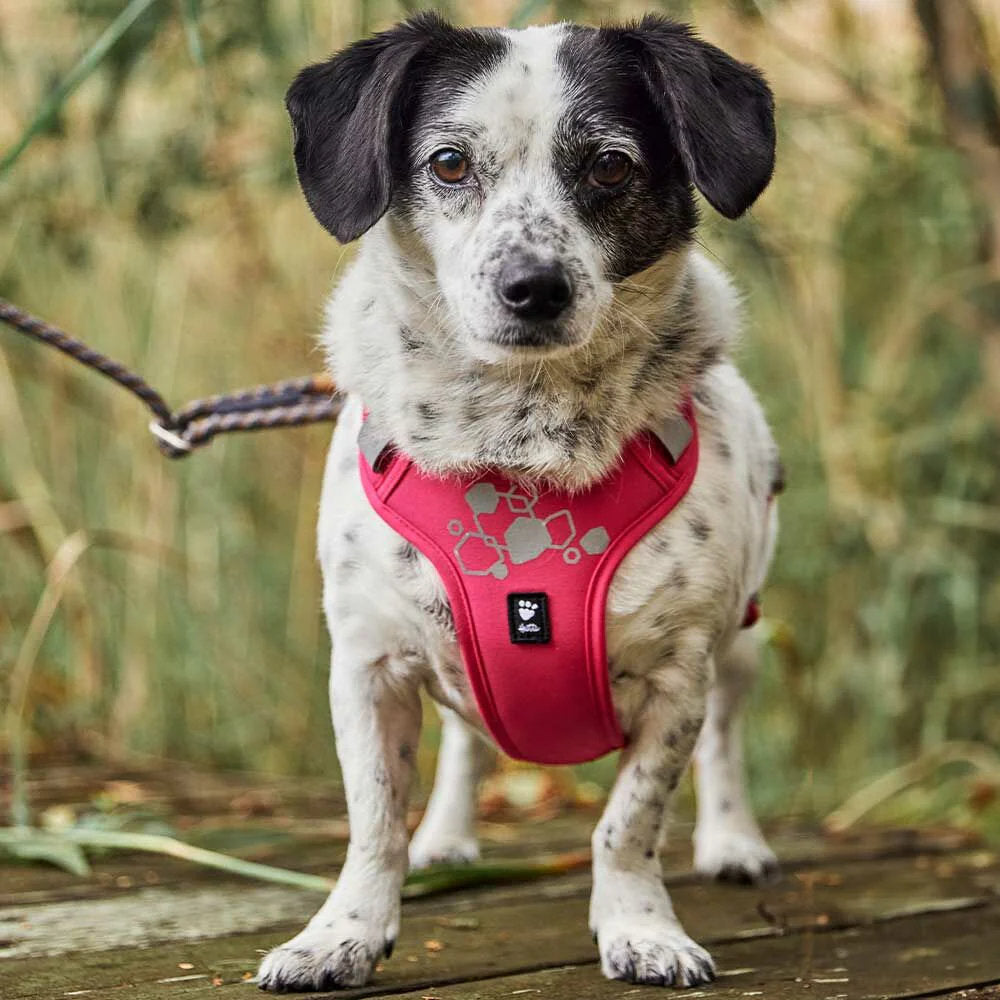 Dog wearing a red harness standing on a wooden path with grass in the background