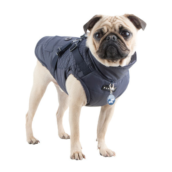 Pug wearing a navy blue winter coat on a white background