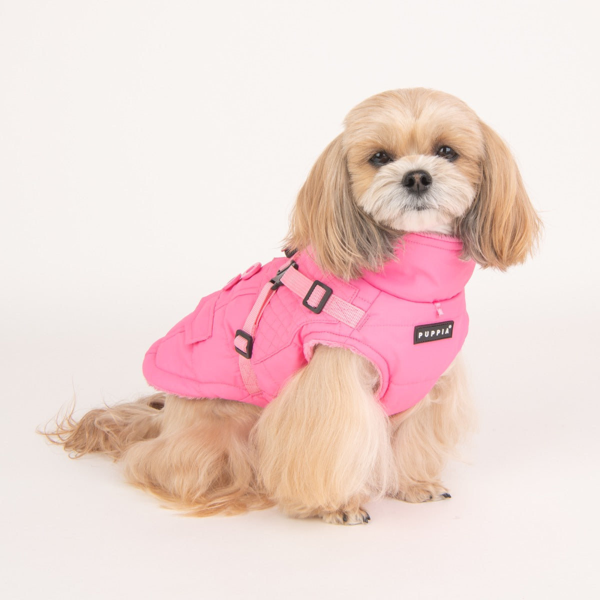 Small dog wearing a pink jacket on a white background
