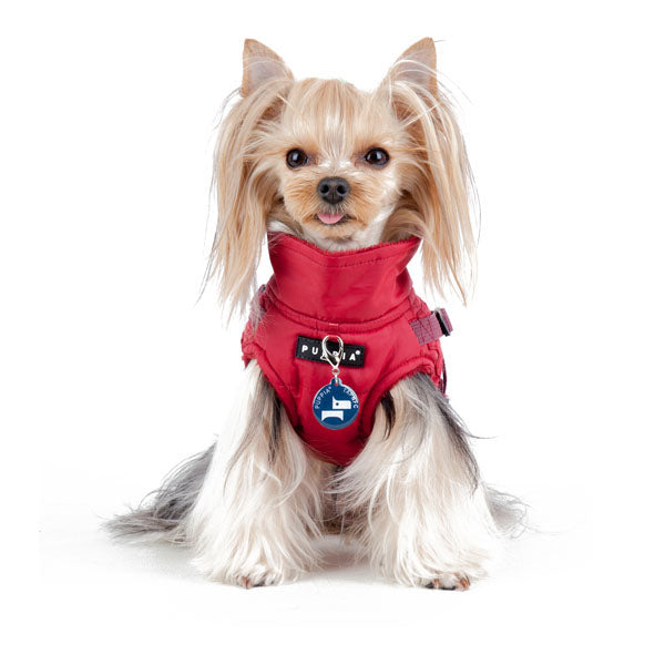 Small dog wearing a red harness with a blue tag on a white background