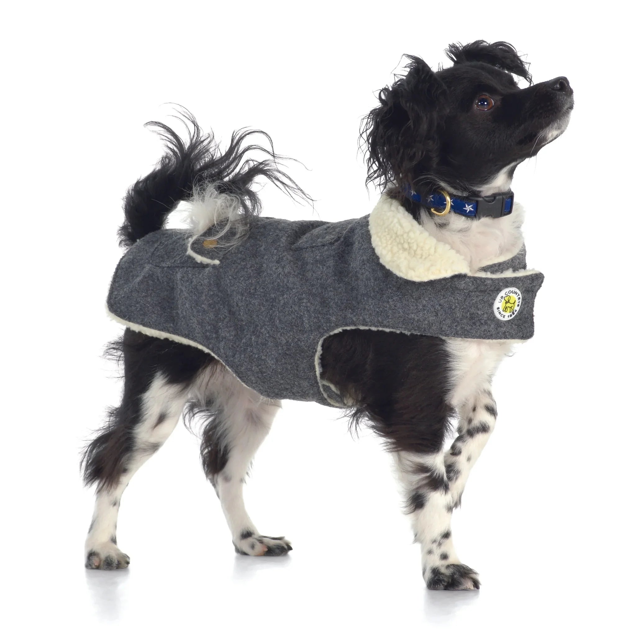 Dog wearing a gray coat with a white collar on a white background
