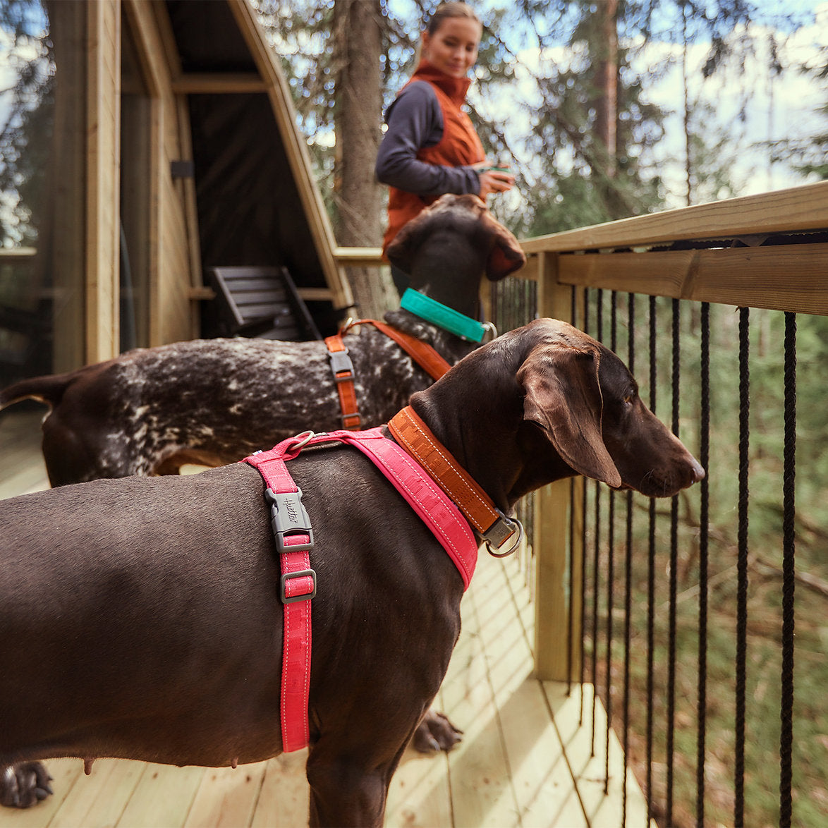 Two dogs on a wooden deck with a person in the background
