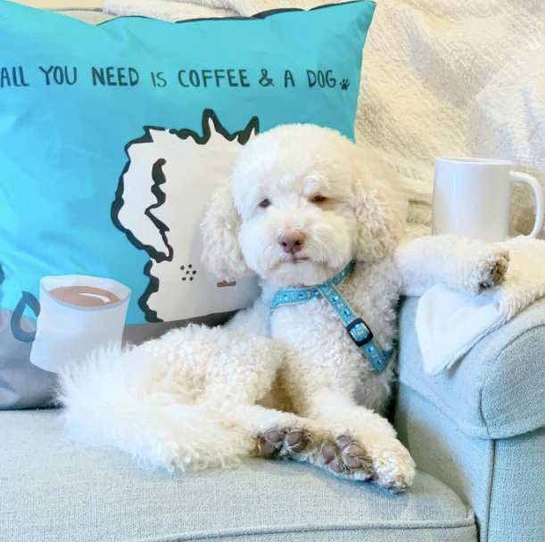 ALL-YOU-NEED-IS-COFFEE-AND-A-DOG-PILLOW-THROW