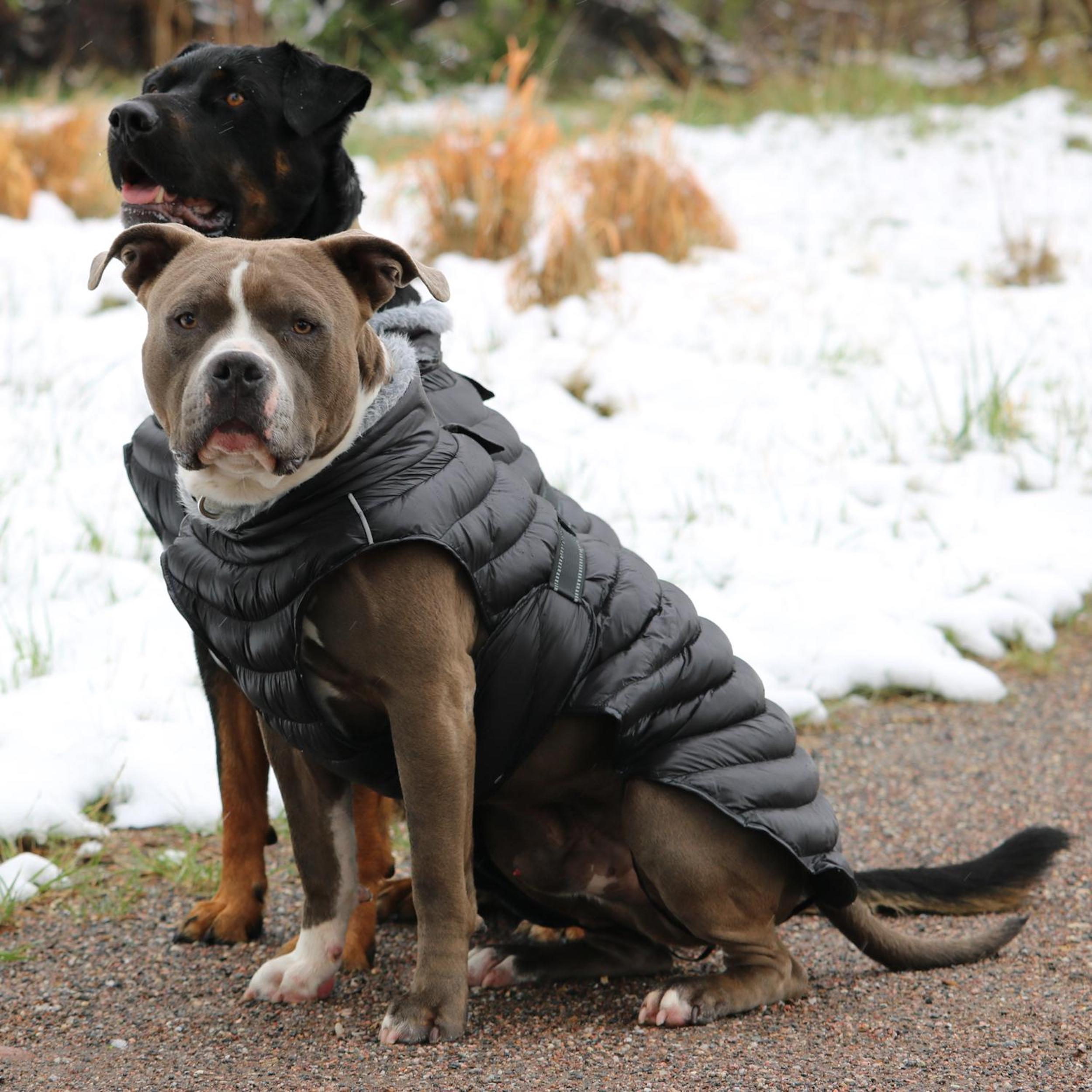 ALPINE-EXTREME-DOG-PUFFY-WINTER-COAT-BLACK