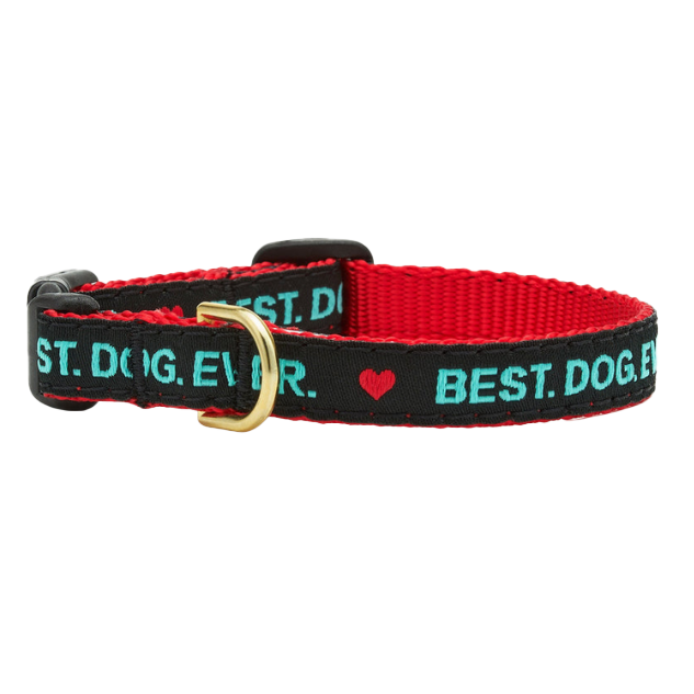 BEST-DOG-EVER-DOG-COLLAR-SMALL-BREED-TEACUP