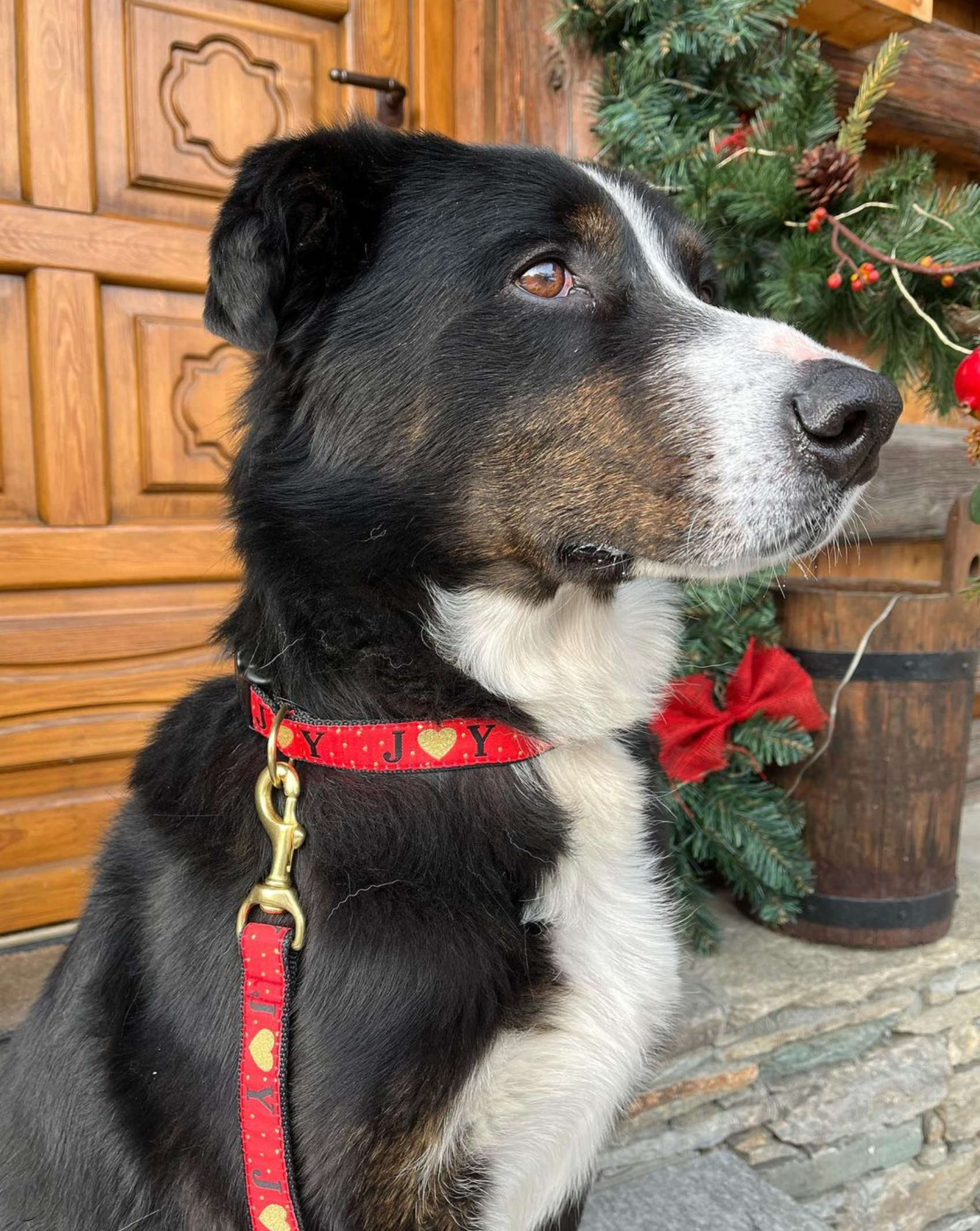 christmas-joy-dog-leash