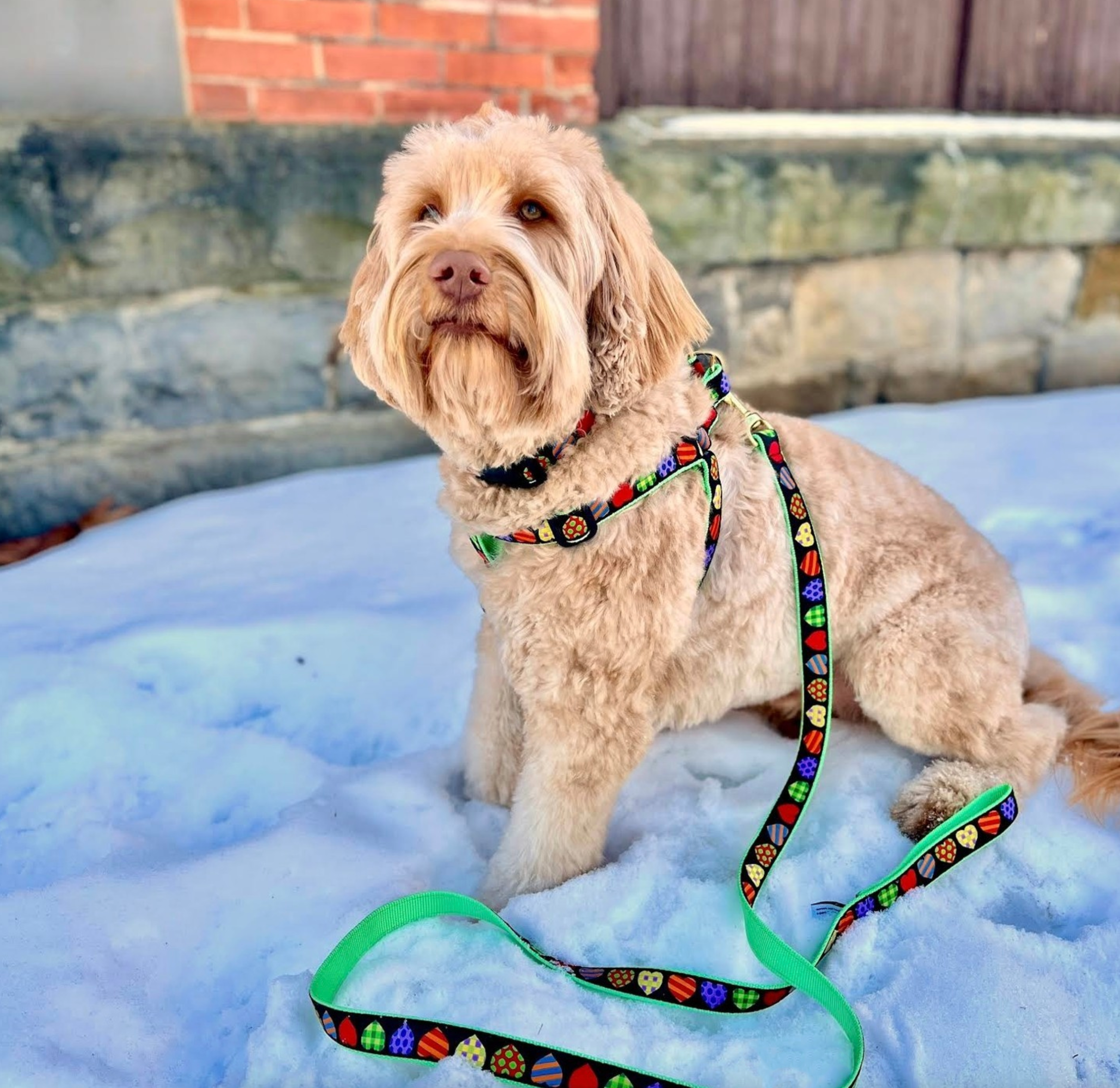 colorful-hearts-dog-leash
