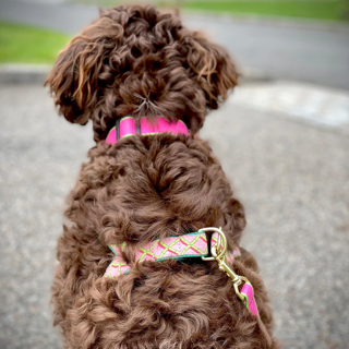 CORAL-GABLES-DOG-HARNESS-BRIGHT-PINK-LIME-DOG-COLLAR