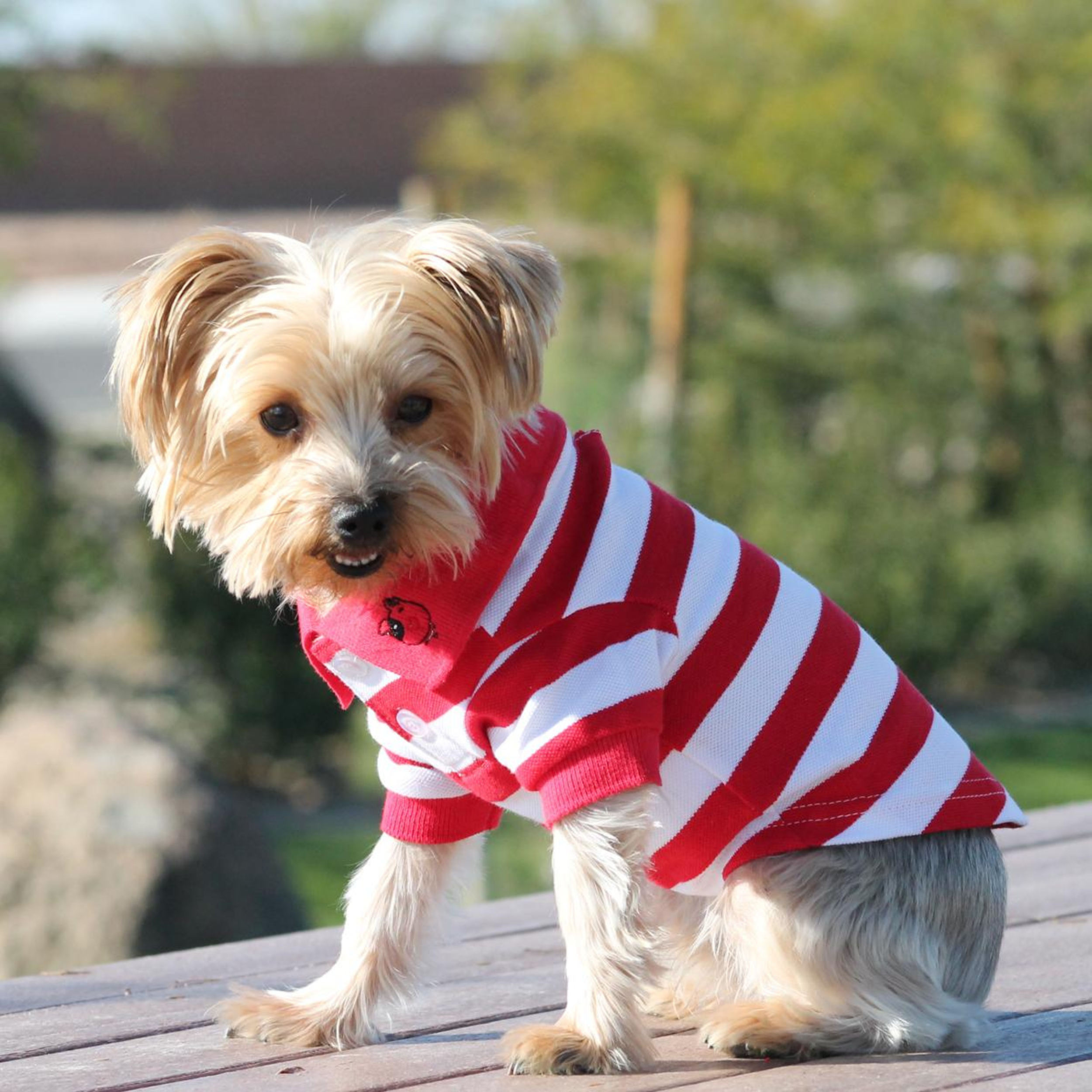DOG-POLO-SHIRT-RED-AND-WHITE-STRIPES