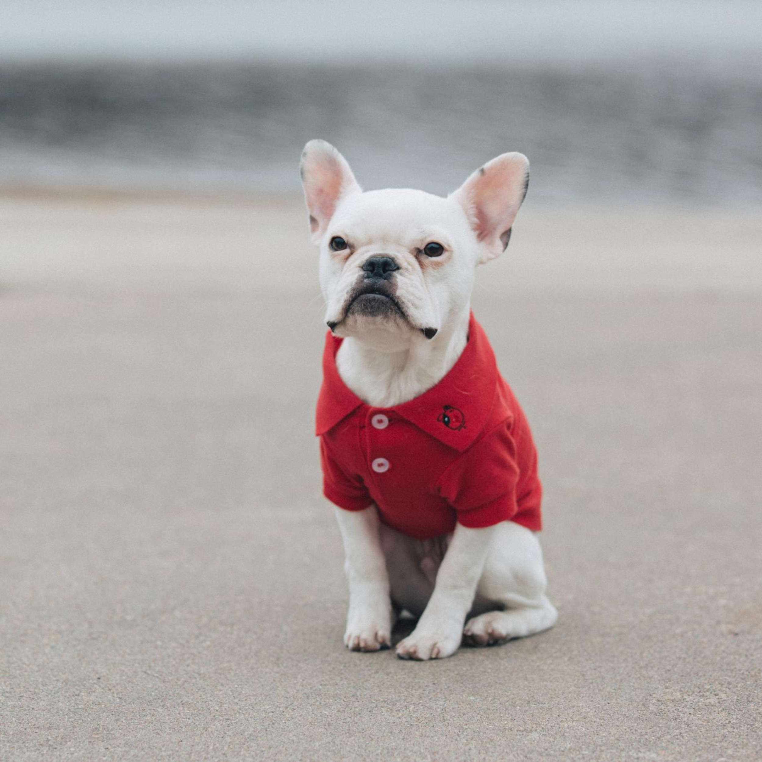 DOG-POLO-SHIRT-SCARLET-RED