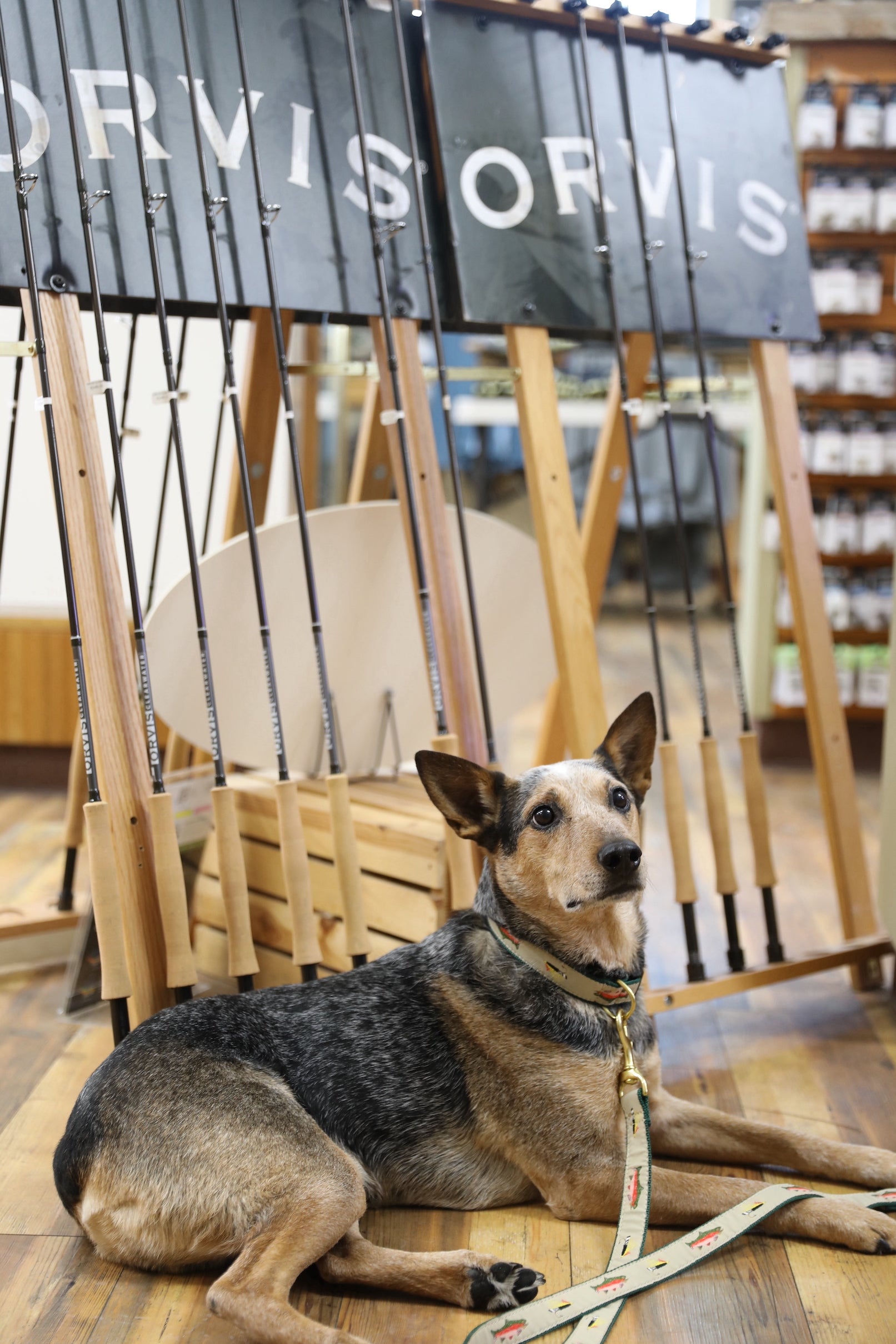 Dog Collar Fly Fishing - Main Image