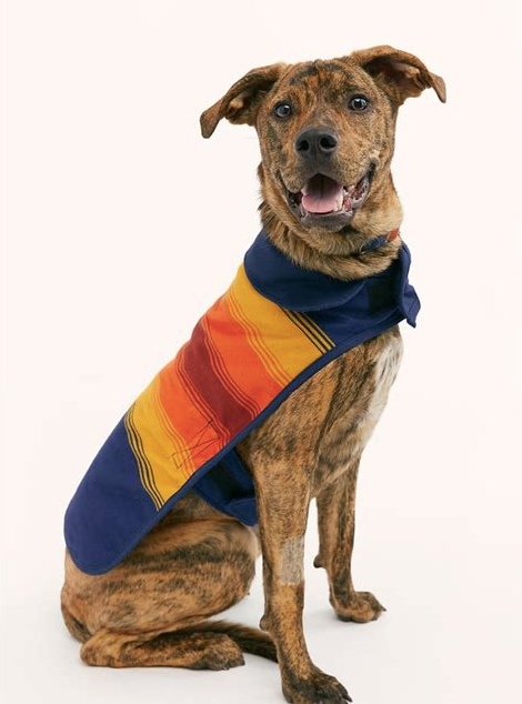 Pendleton dog vest 2025