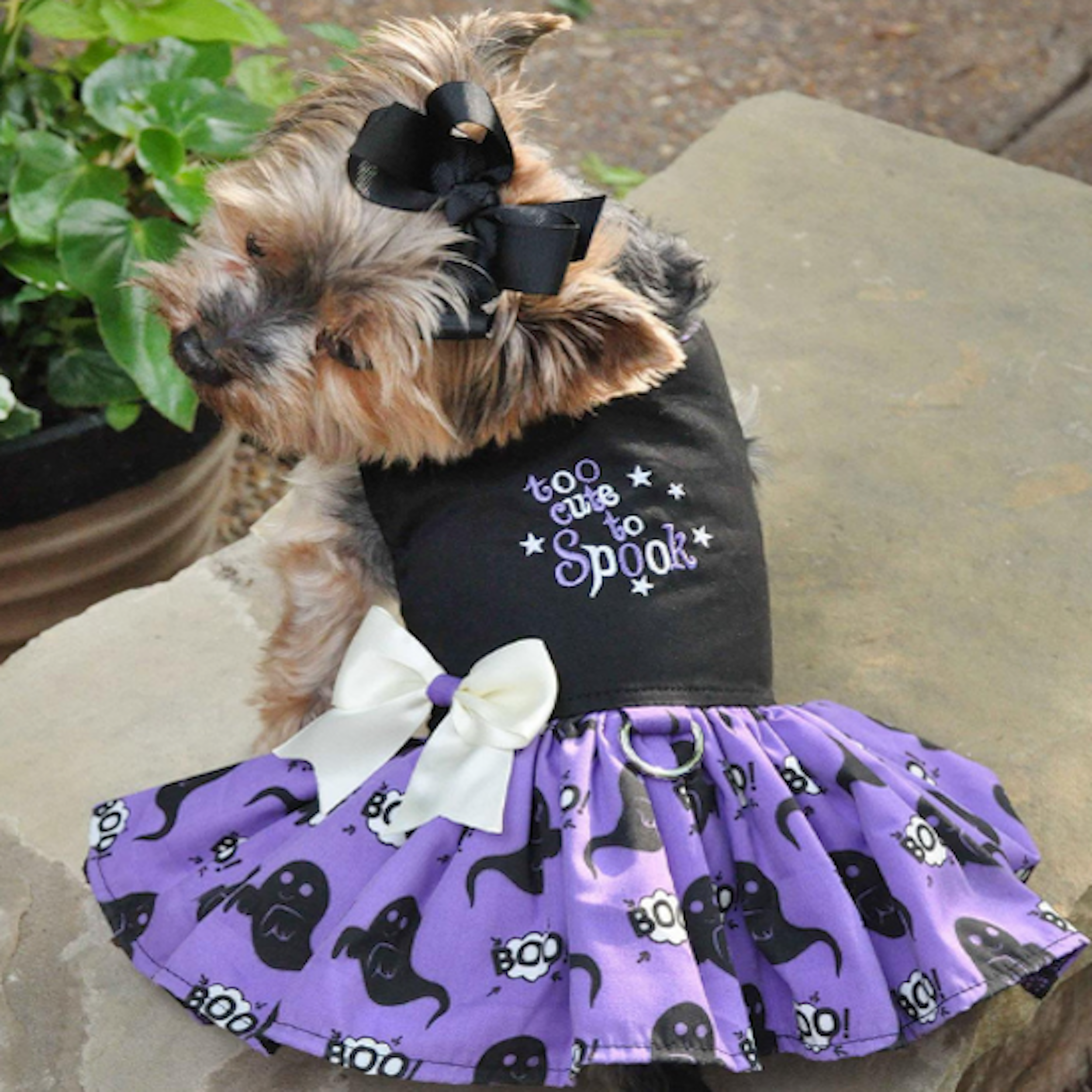 HALLOWEEN-TOO-CUTE-TO-SPOOK-DOG-PARTY-DRESS-BOULDERBARKS