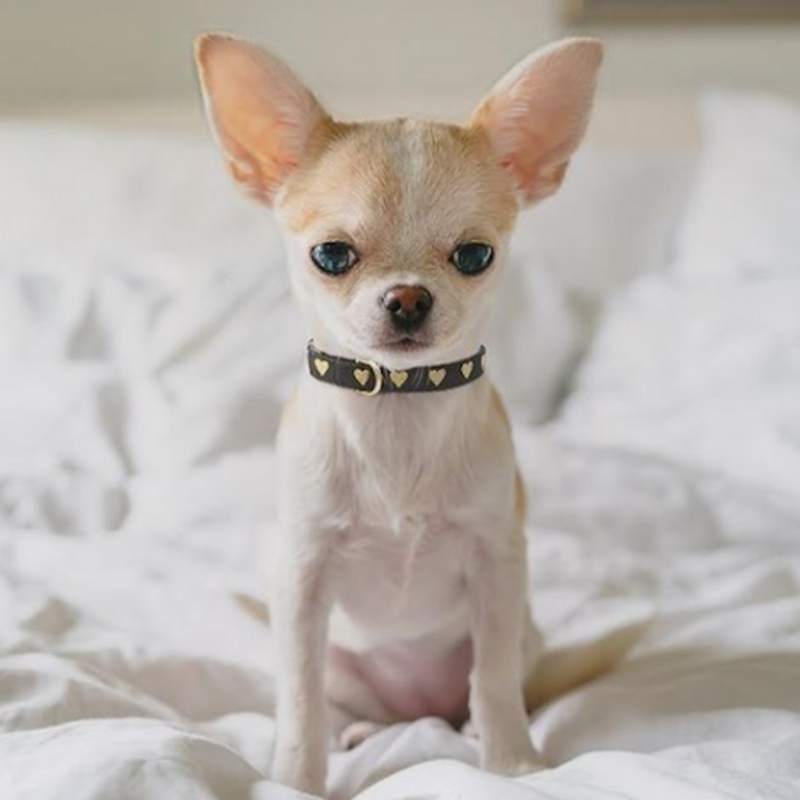 Teacup puppy collars hotsell