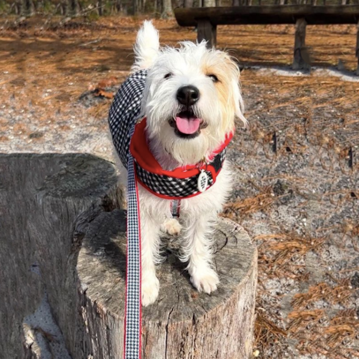 Dog Leash Houndstooth