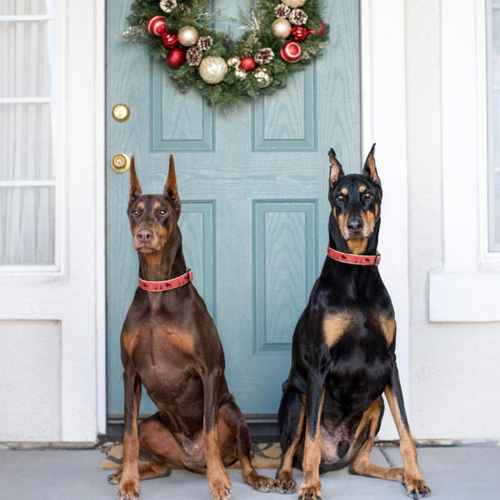 MOOSE-DOG-COLLAR-LEASH-HARNESS