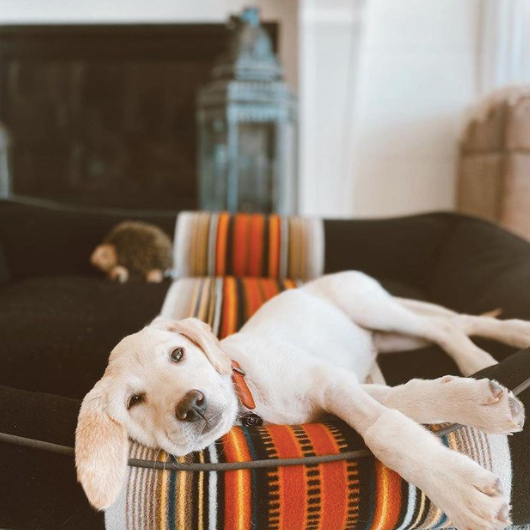 Pendleton national 2024 park dog bed