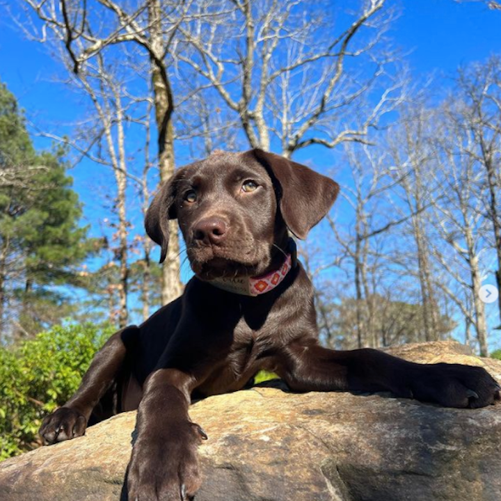 PINK-CRUSH-DOG-COLLAR-LEASH-HARNESS