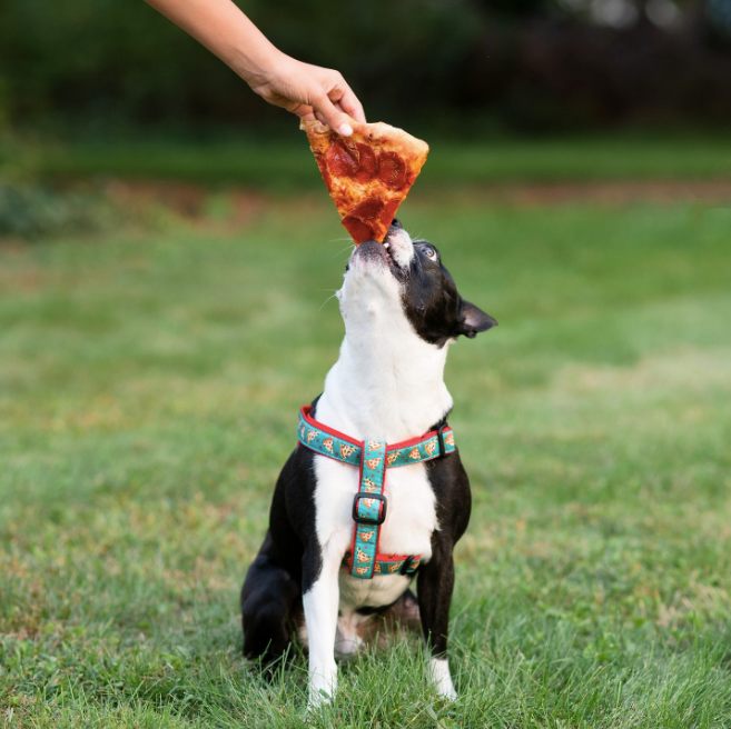 PIZZA-LOVER-DOG-HARNESS