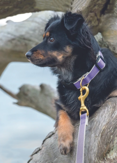 purple-gray-dog-leash