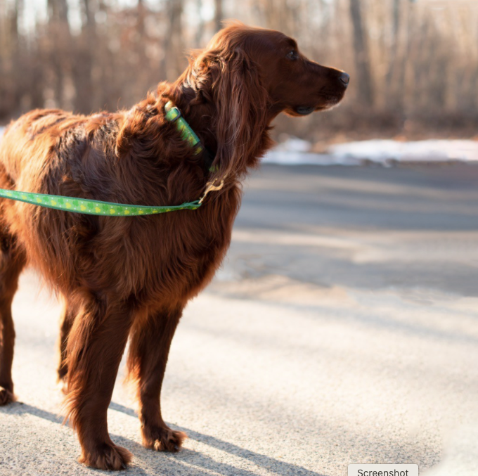 shamrock-dog-leash