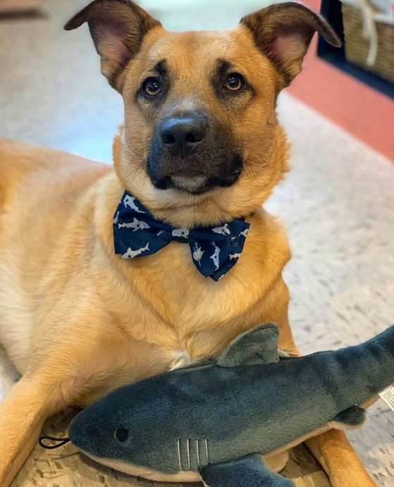 SHARKS-JAWS-DOG-BOW-TIE