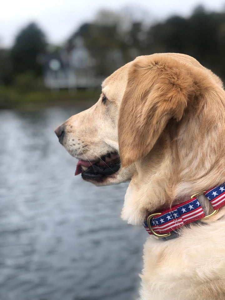 STARS-STRIPES-INDEPENDENCE-DAY-DOG-COLLAR