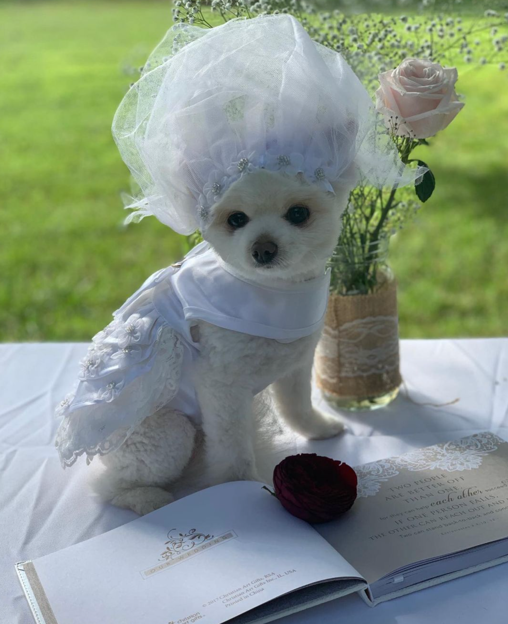 WEDDING-DOG-DRESS-CAROLINE